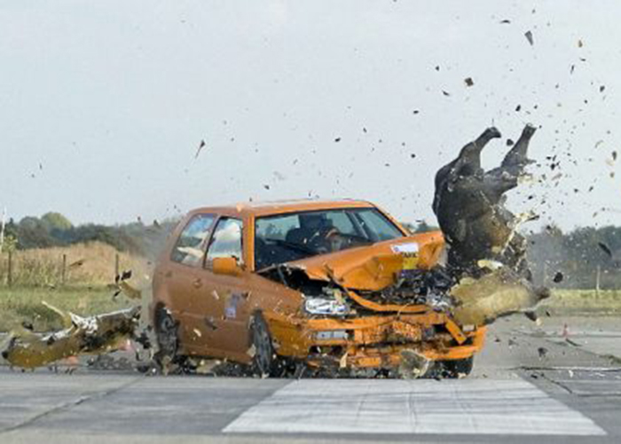 Científicos de Córdoba, luego de 4 accidentes viales en una semana, reclaman una solución integral para la invasión del jabalí