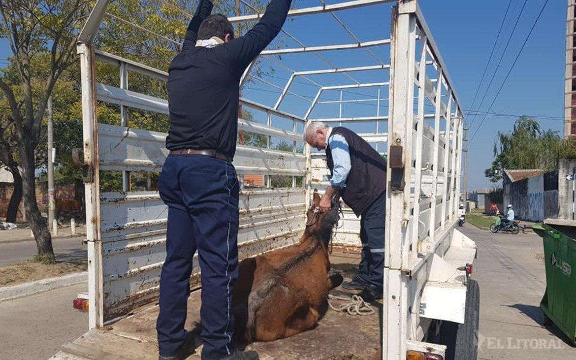 2.500 caballos sueltos por las calles de Corrientes