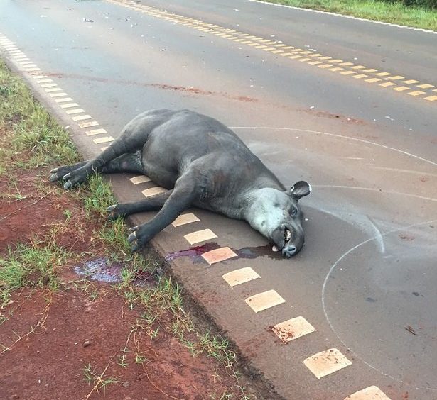 Aumentan los casos de fauna atropellada en las rutas argentinas