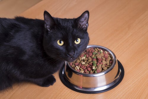 Pagan multas de tránsito con comida para gatos   